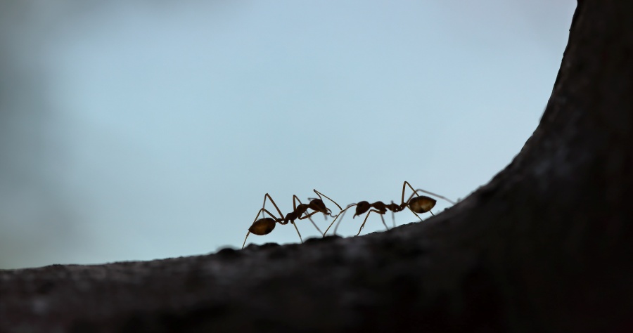 螞蟻怕酒精嗎？6 種驅除螞蟻方法！